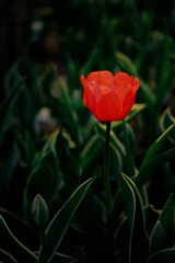 E4CCD4BF-6890-46AC-98A0-CBCEBBCD9109/L0/001