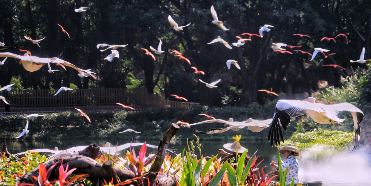 百鸟飞歌……广州长隆飞鸟乐园 - 东尼1009 - 图虫