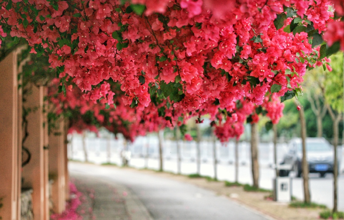 三角梅,青秀山,南宁