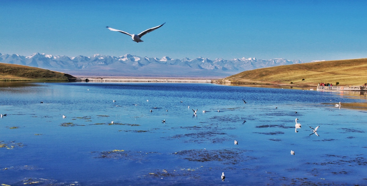 天鹅湖,巴音布鲁克,新疆