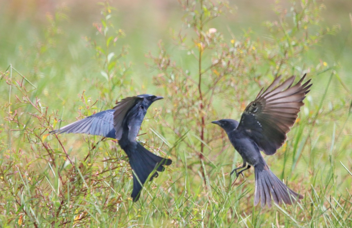 嬉戏中的铁燕子