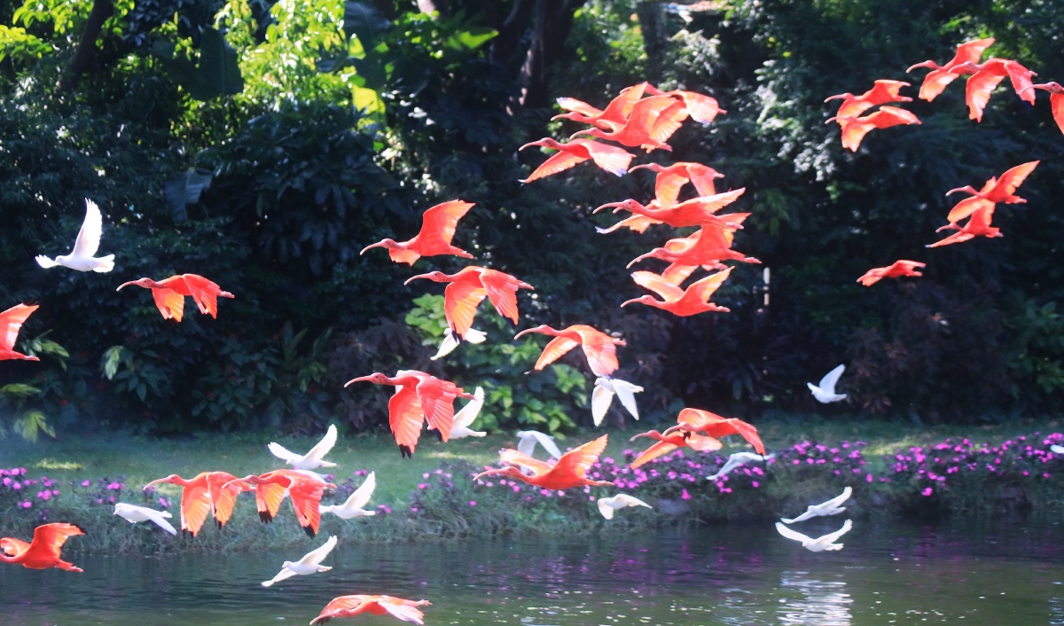 百鸟飞歌广州长隆飞鸟乐园