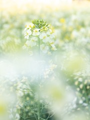 140481