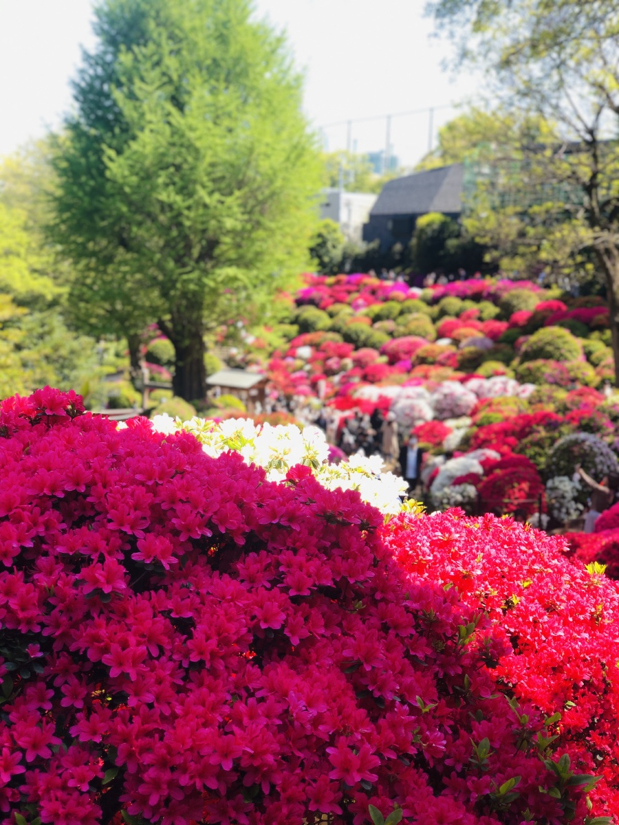 春天的色彩五彩斑斓摄于东京根津神社的杜鹃花开