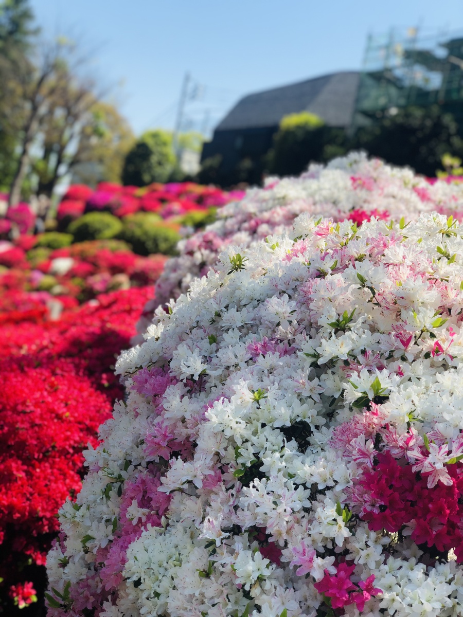春天的色彩五彩斑斓摄于东京根津神社的杜鹃花开