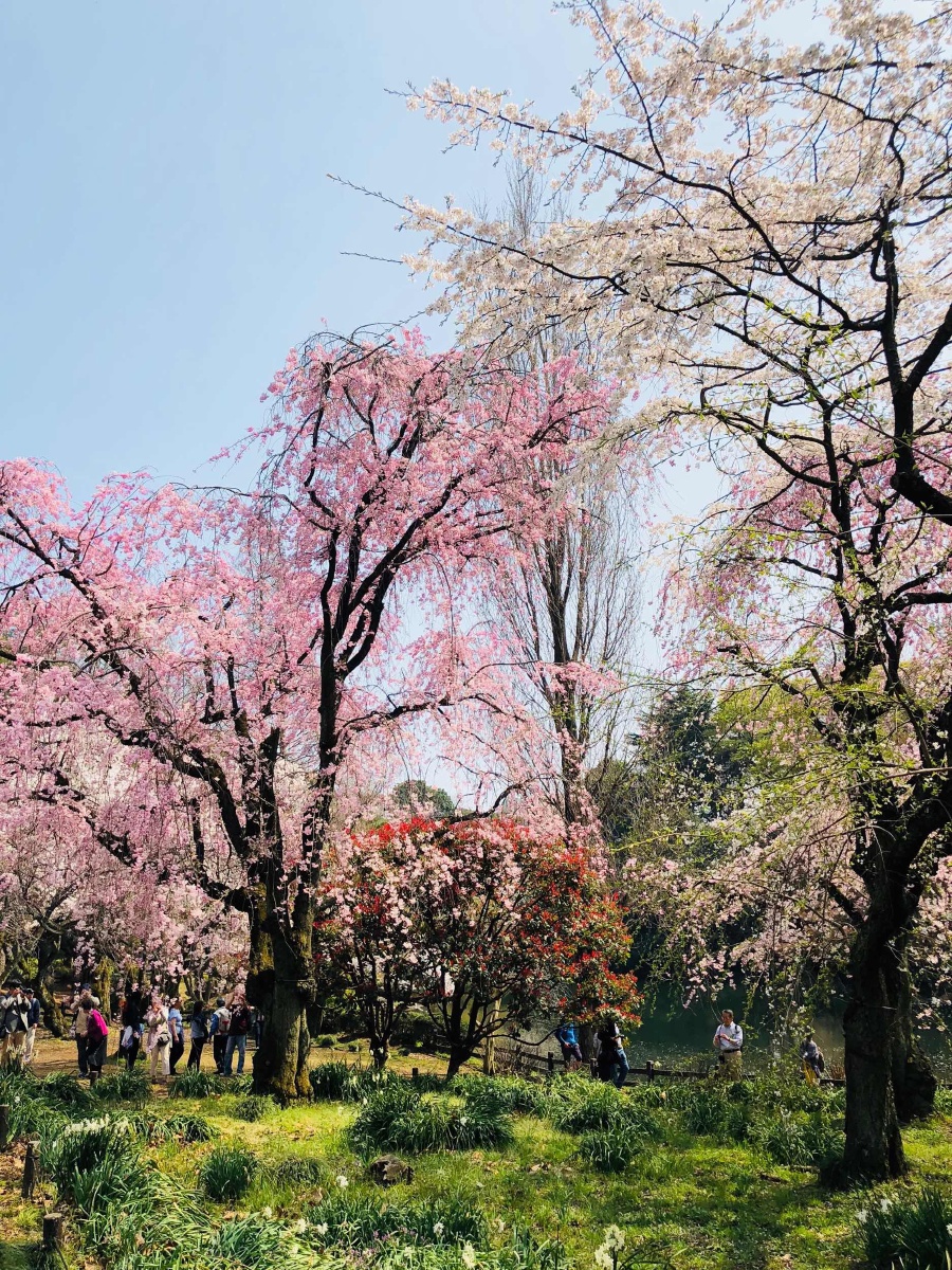 新宿御苑的樱花开得大气磅礴