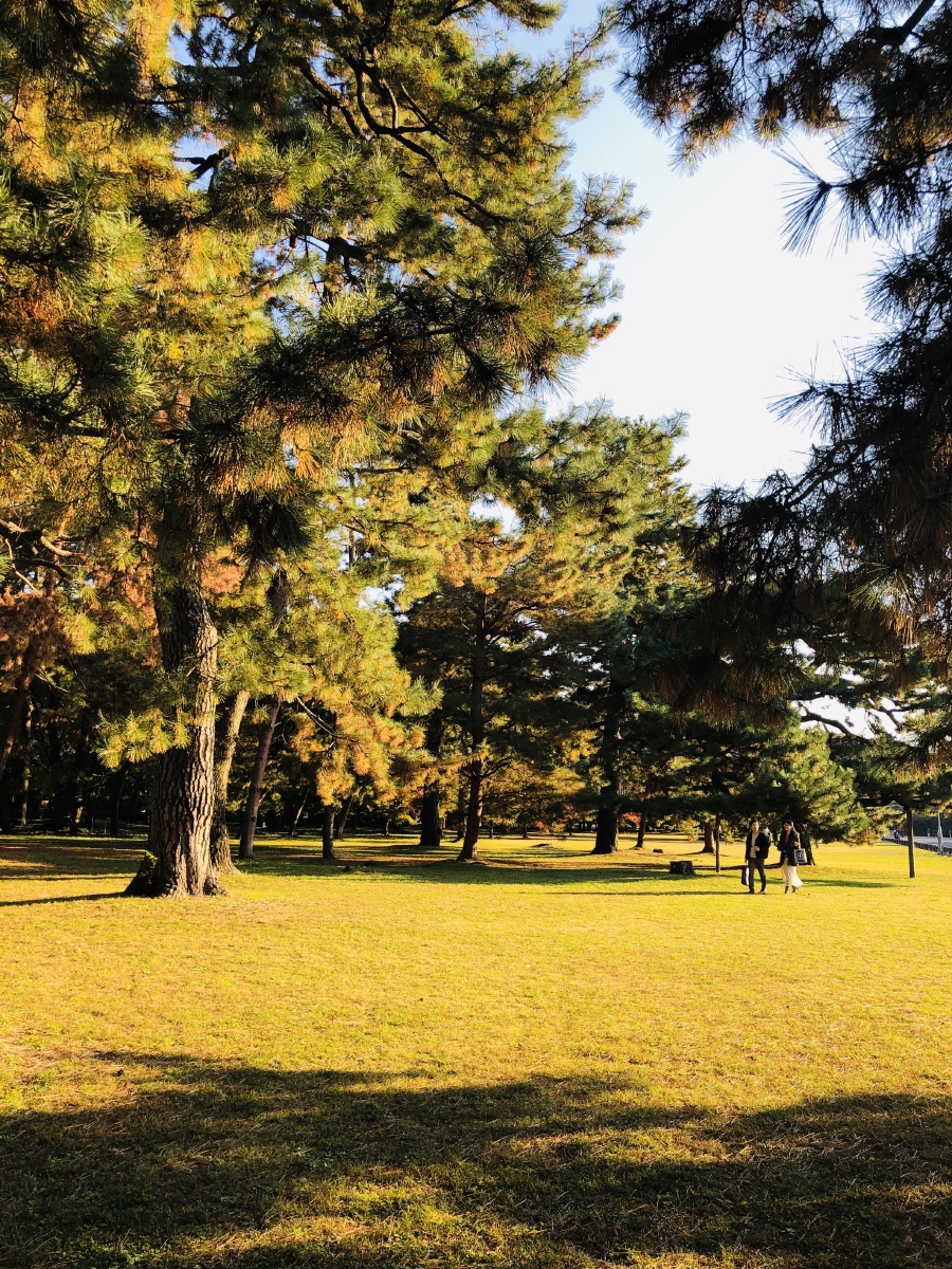 松树在夕阳下宛如银杏的落叶闪闪发光