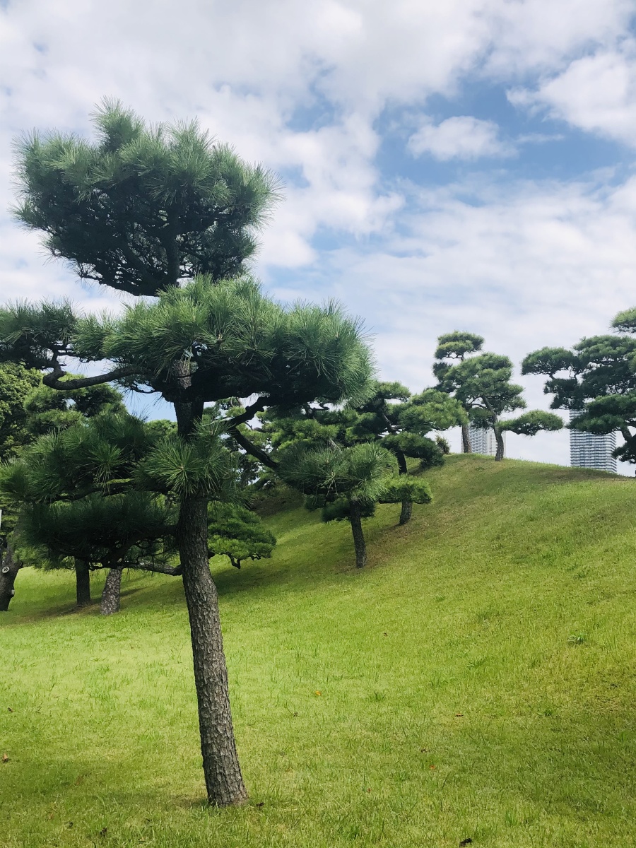 东京浜离宫恩赐庭园里的形态各异的松树天高气爽松柏苍翠松树呼之欲出