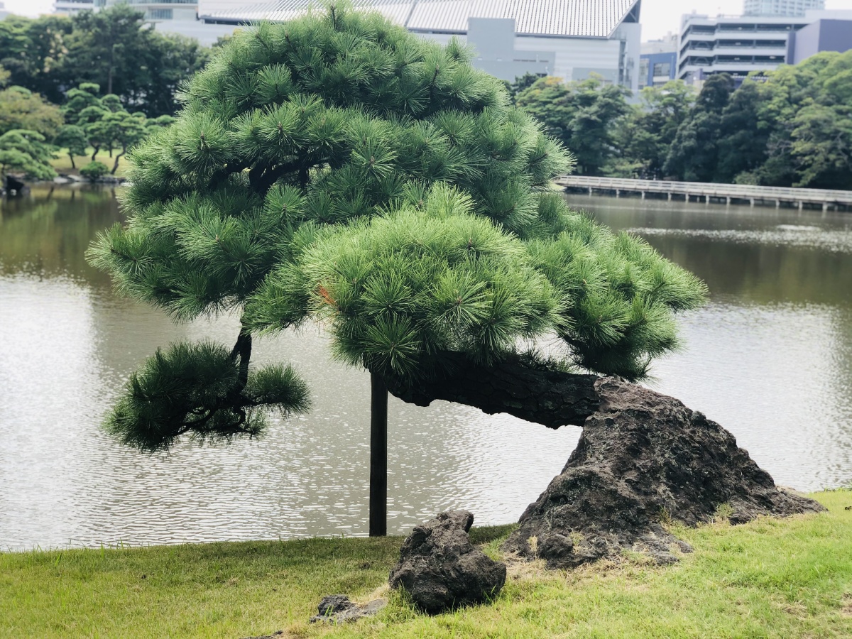 东京浜离宫恩赐庭园里的形态各异的松树天高气爽松柏苍翠松树呼之欲出