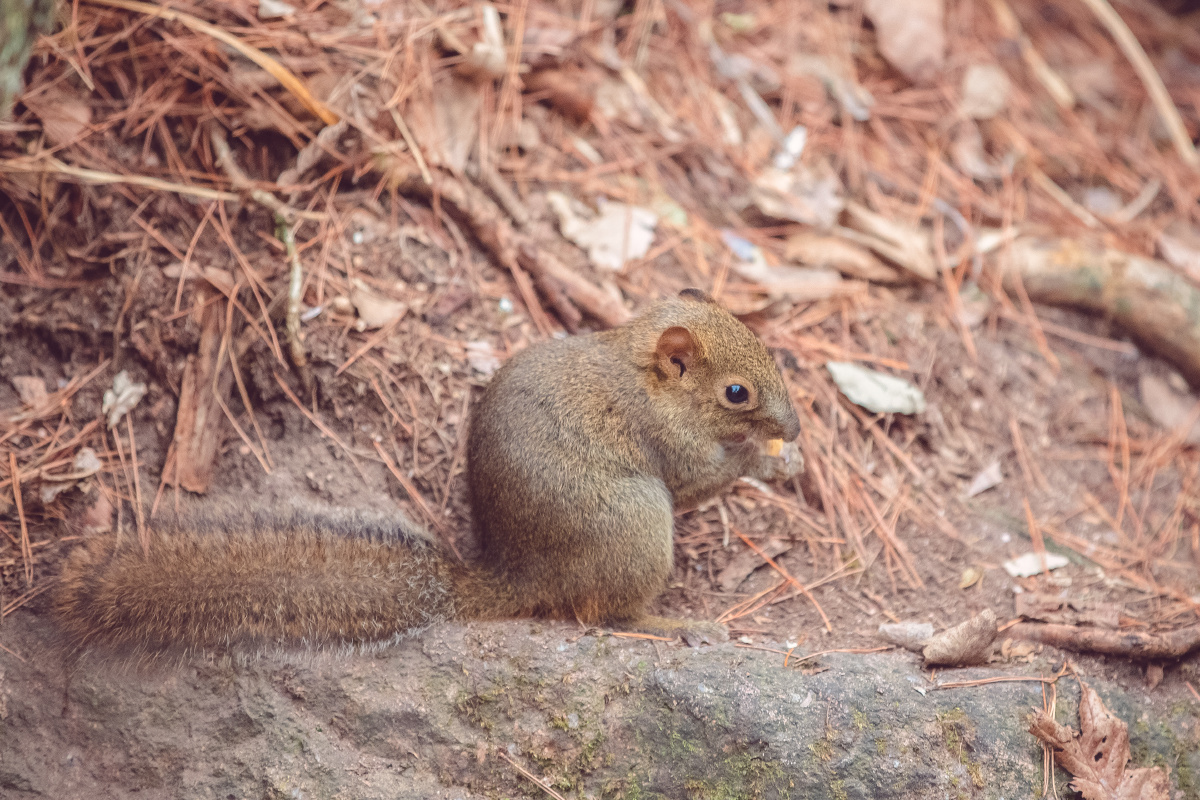 黄山上的赤腹松鼠
