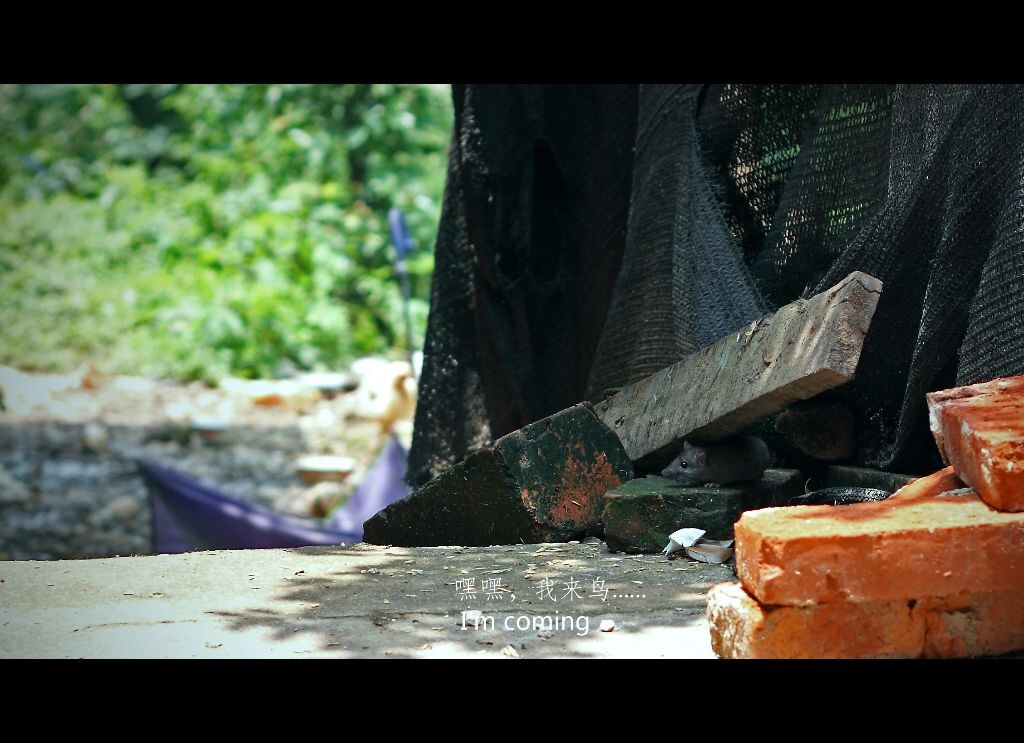 老鼠爱大米-2<br />
