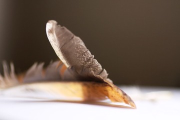 羽-3.jpg