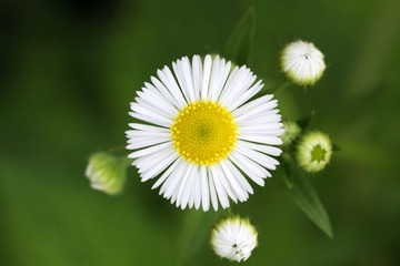 雏菊.jpg