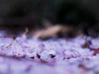 09239B8A-D89B-46F9-848C-B953E3D06271/L0/001