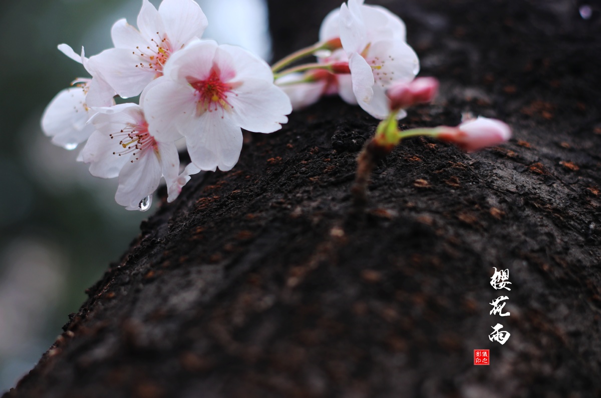 樱花雨