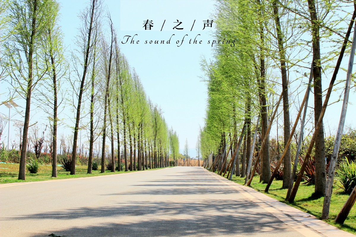 很舒服的两排树