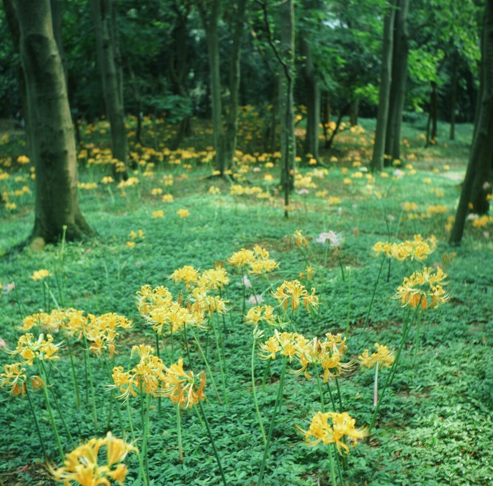 2015.8.29,杭州植物园