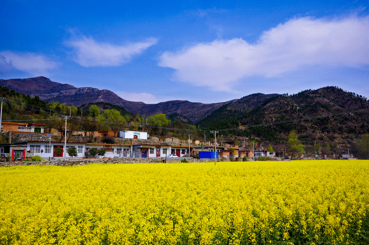 最美乡村油菜花田