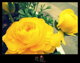 花恋.jpg