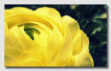 百花齐放 (1).jpg