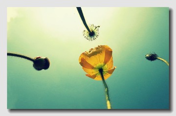 百花齐放 (14).jpg