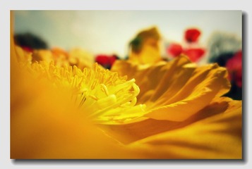 百花齐放 (15).jpg