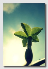 百花齐放 (17).jpg