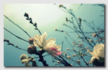 百花齐放 (21).jpg