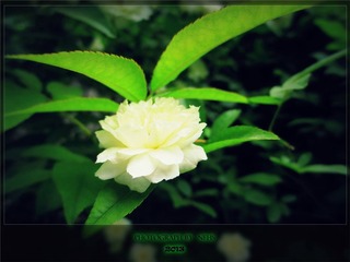 Flower.jpg