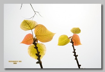 Plants (1).jpg