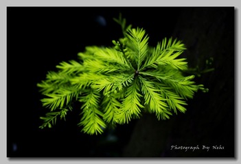 Plants (9).jpg