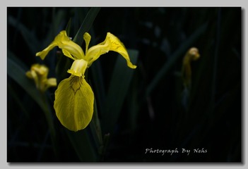 Plants (10).jpg