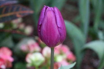 IMG_0369.JPG