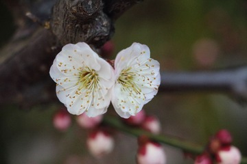 IMG_0593.JPG