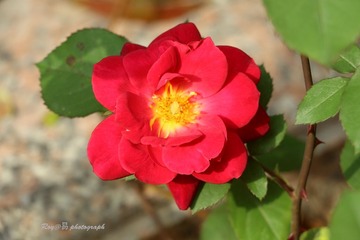 IMG_2537.JPG