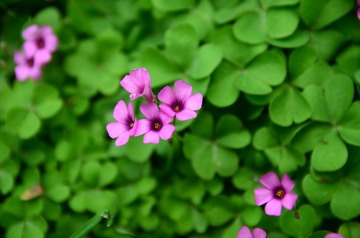 DSC_1356.JPG