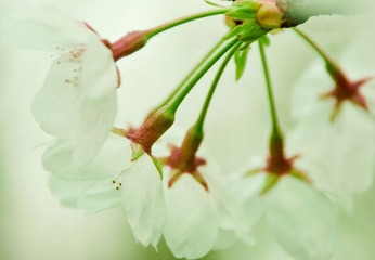 顾村公园的樱发~一盏一盏的