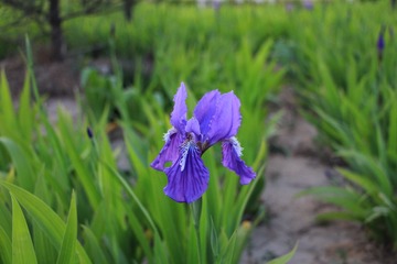 IMG_1248.JPG