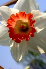 小花