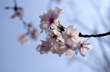 小蜜蜂，采花忙