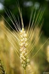 小麦黄