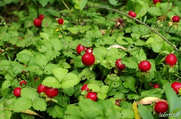 野草莓