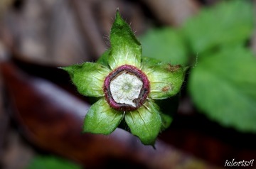 野草莓