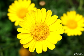 小黄花
