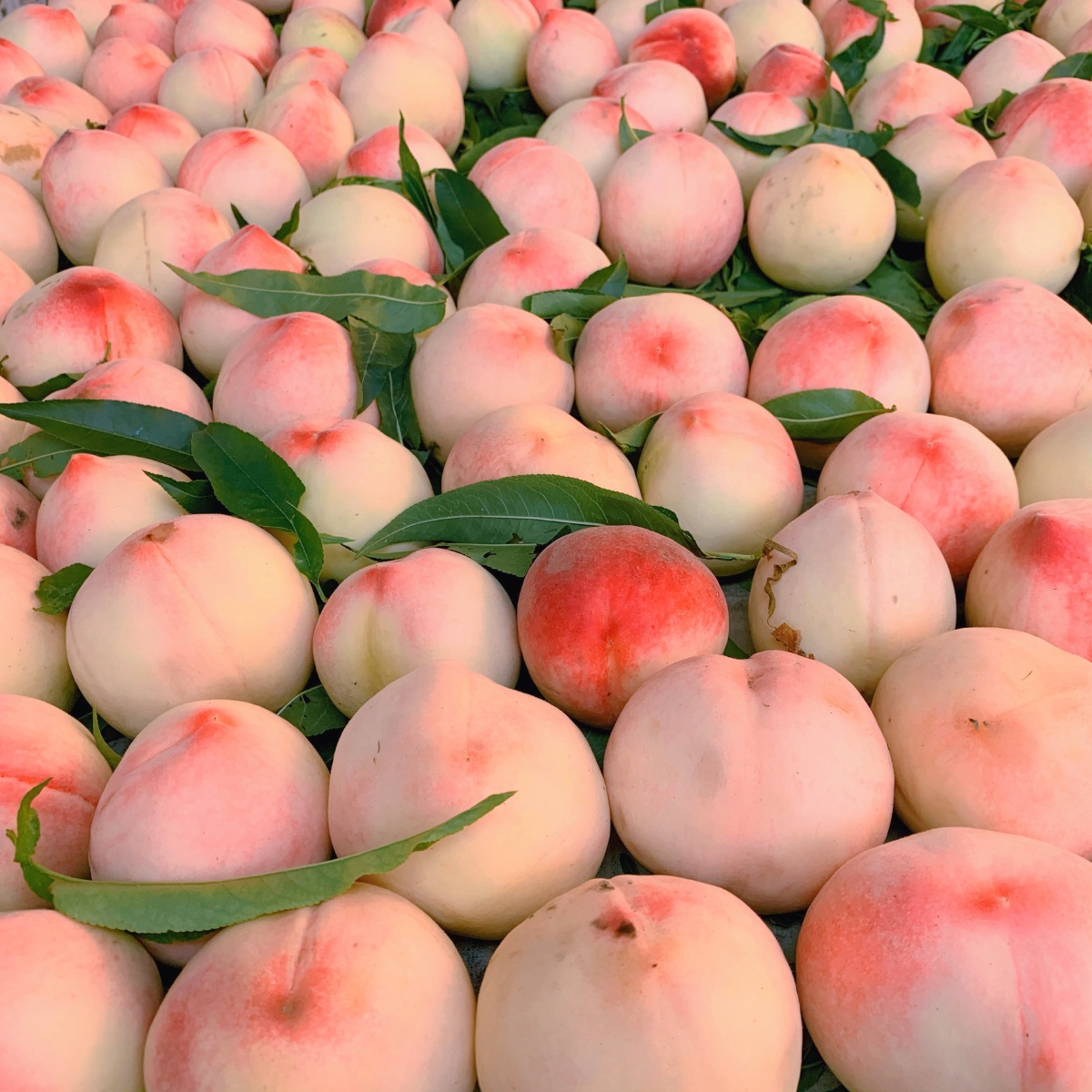 就喜欢脆桃干净利落的甜劲儿用力掰肉能离核不胡搅蛮缠毛绒绒的脆桃