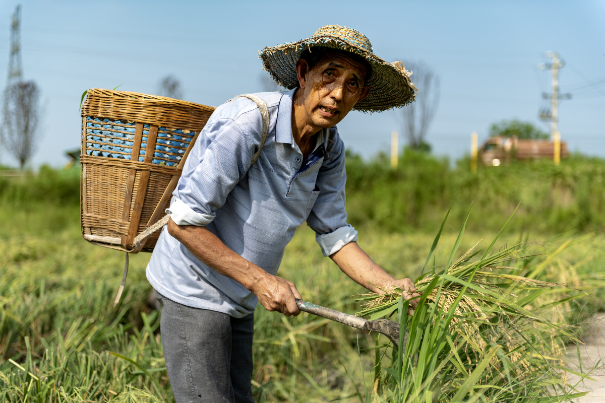 当代拾穗者众所周知拾穗者是法国画家弗朗索瓦米勒于1857年创作的一幅