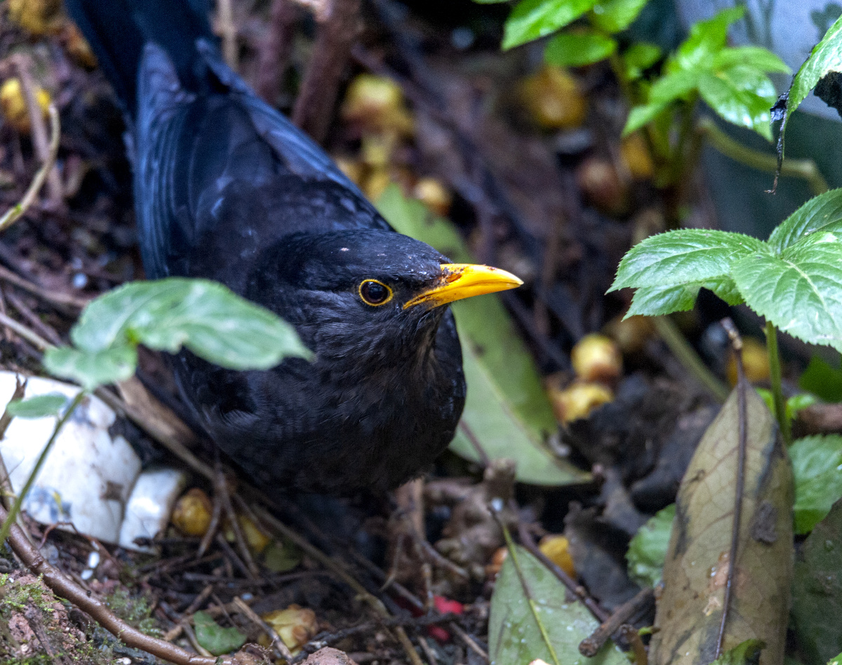 瑞典国鸟乌鸫 - 陈哥307 - 图虫
