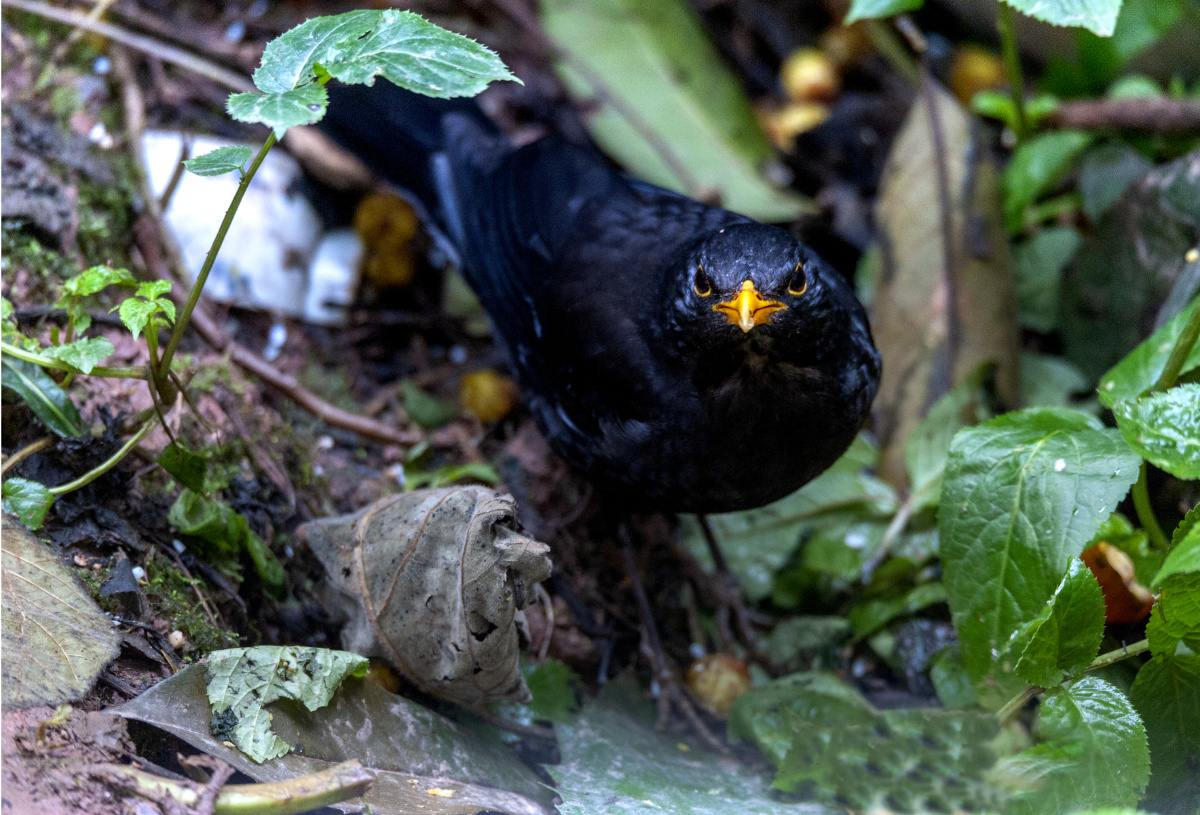 瑞典国鸟乌鸫 - 陈哥307 - 图虫