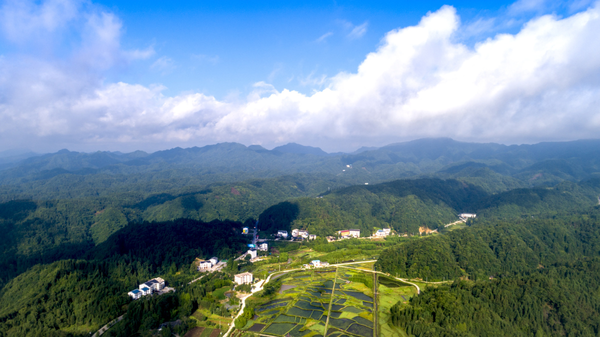 上上下下打量重庆石柱冷水镇八龙村的莼菜田