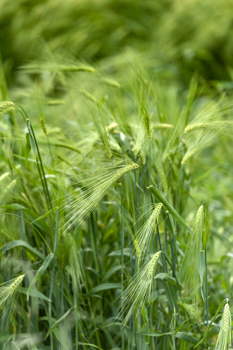青稞- 陈哥307 - 图虫